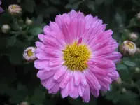 36637.webp