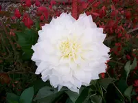 Dahlien 001.webp