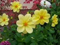 Dahlien 002.webp