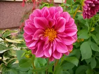 Dahlien 003.webp