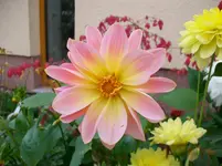 Dahlien 004.webp