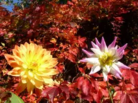 009.webp