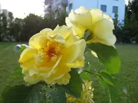 22.07.2010 014.webp