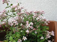003.webp