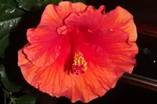 Garten 013.webp