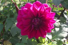 Garten 060.webp
