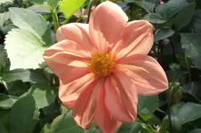 Garten 061.webp