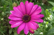 Garten 068.webp