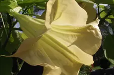 Garten 071.webp