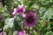 Garten 072.webp