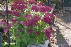 Garten 073.webp