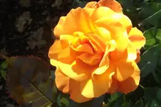 Garten 074.webp