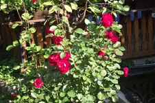 Garten 081.webp
