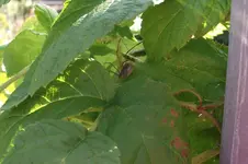 Garten 065.webp