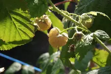 Garten 064.webp