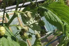 Garten 066.webp