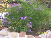 100_2666.webp