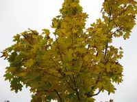 6. Oktober 2010 004.webp