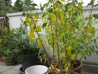 6. Oktober 2010 016.webp