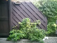 #IC00380.webp