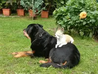 DreamTeam.webp