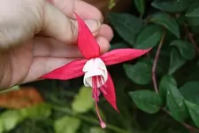 Fuchsie1.webp