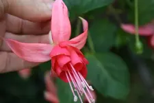 Fuchsie2.webp