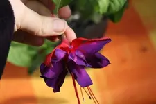 Fuchsie3.webp
