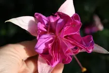 Fuchsie4.webp