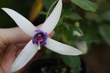 Fuchsie4b.webp