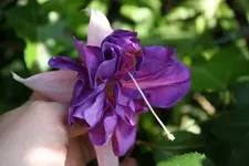 Fuchsie5.webp