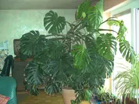 BILD1368.webp