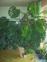BILD1370.webp