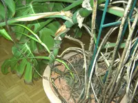 BILD1373.webp