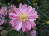 IMG_3040.webp