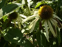 Echinacea alba.webp