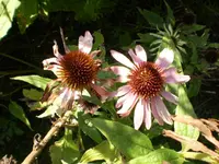 Echinacea purpurea.webp