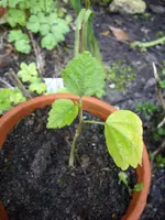 Garten 002.webp