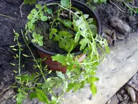 Garten 001.webp