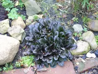Garten 003.webp