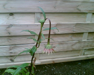 die Echinacea sieht heute so aus.webp