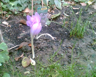 die Herbstzeitose Waterlilly nun zu dritt.webp