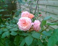 meine Gishelane.webp