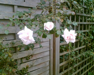 meine Kletterrose legt noch mal zu.webp