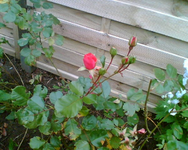 meine pinke Rose.webp
