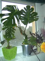 BILD1912.webp