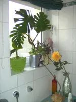 BILD1913.webp