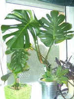 BILD1914.webp