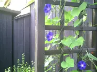 PIC00007.webp