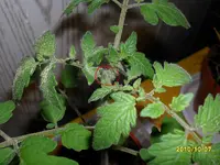 SAM_0128.webp